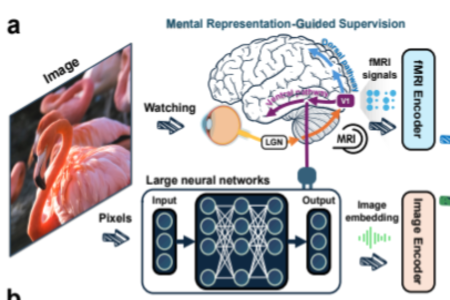 浙大团队新突破:用人脑分类方式提升AI抽象理解能力